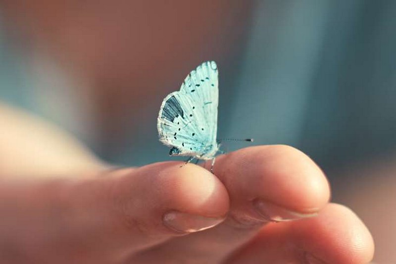 Hiệu ứng cánh bướm được ứng dụng rộng rãi trong lĩnh vực kinh doanh