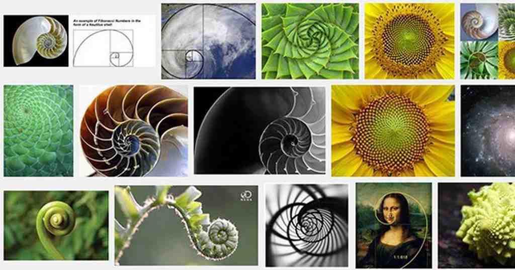 dãy fibonacci trong tự nhiên
