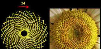 dãy fibonacci trong tự nhiên