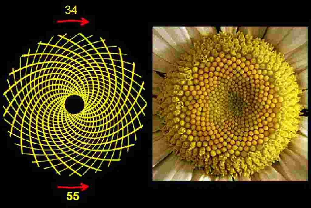 dãy fibonacci trong tự nhiên